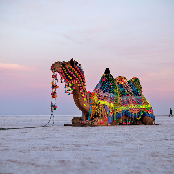 Rann Utsav – A Celebration of Culture in the White Desert